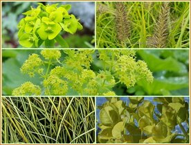 Quadratmeter Paket - Gelbgr&uuml;n - Square metre package - Yellow-green