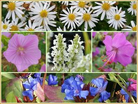 Quadratmeter Paket - Halbschatten &amp; Trocken - Square metre pack - Partial shade &amp; Dry