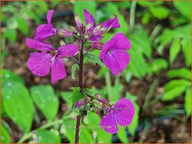 Lunaria annua 'Chedglow' | Judaspenning | Einj&auml;hriges Silberblatt | Money Plant