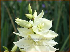 Yucca filamentosa 'Schneetanne' | Vezelpalmlelie, Vezelyucca, Palmlelie | F&auml;dige Palmlilie | Spoonleaf Yucca
