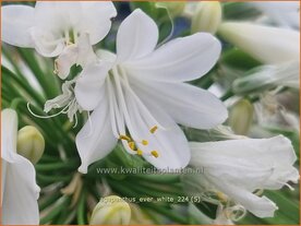 Agapanthus 'Ever White' | Afrikaanse lelie, Kaapse lelie, Liefdesbloem, Blauwe tuberoos | Schmucklilie | African Lily