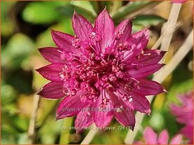 Astrantia major 'Red Joyce' | Zeeuws knoopje, Groot sterrenscherm | Gro&szlig;e Sterndolde | Greater Masterwort