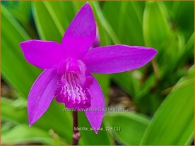 Bletilla striata | Aardorchidee, Japanse orchidee, Orchidee | Japanorchidee | Hardy Ground Orchid