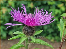 Centaurea polyphylla 'Caramia' | Korenbloem, Centaurie | Flockenblume | Cornflower