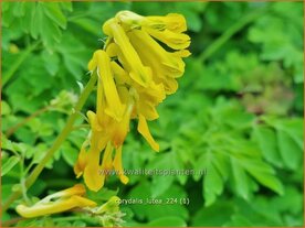Corydalis lutea | Gele helmbloem, Helmbloem | Gelber Lerchensporn | Yellow Corydalis