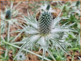Eryngium giganteum 'Silver Ghost' | Ivoordistel, Reuzenkruisdistel, Kruisdistel | Elfenbein-Mannstreu | Giant Sea Hol