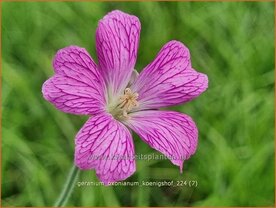 Geranium oxonianum 'K&ouml;nigshof' | Basterd-ooievaarsbek, Ooievaarsbek, Tuingeranium, Geranium | Oxford-Storchschnabel 