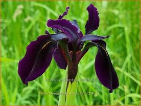 Iris chrysographes 'Black Form' | Zwarte lis, Zwarte iris, Lis, Iris | Goldgefleckte Schwertlilie | Gold-Marked Iris