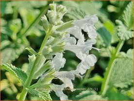 Nepeta racemosa 'Schneewei&szlig;chen' | Blauw kattenkruid, Kattenkruid | Traubige Katzenminze | Persian Catmint