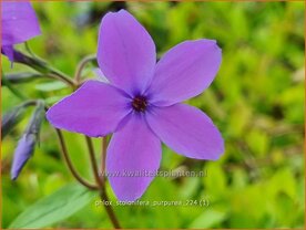 Phlox stolonifera 'Purpurea' | Vlambloem, Flox, Floks | Ausl&auml;ufer-Flammenblume | Creeping Phlox