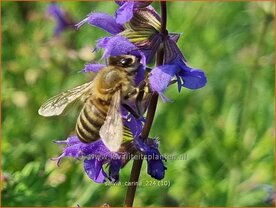 Salvia 'Carina' | Salie, Salvia | Salbei | Sage