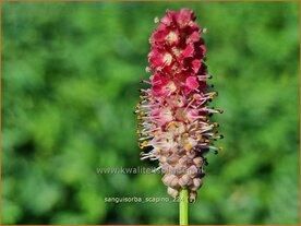 Sanguisorba 'Scapino' | Pimpernel, Sorbenkruid | Wiesenknopf | Burnet