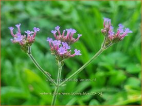 Verbena bonariensis 'Bonnie Blue' | Stijf ijzerhard, IJzerhard | Hohes Eisenkraut | Tall Verbena