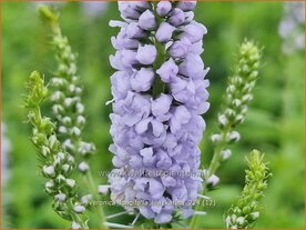 Veronica longifolia 'Lila Karina' | Lange ereprijs, Langbladige ereprijs, Ereprijs | Langbl&auml;ttriger Ehrenpreis | Gar