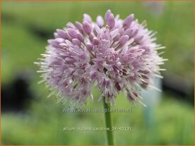 Allium nutans 'Caroline' | Siberisch bieslook, Look | Sibirischer Knoblauch | Siberian Chives
