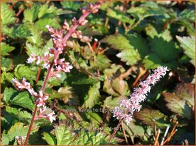 Astilbe 'Color Flash' | Pluimspirea, Spirea, Prachtspirea | Prachtspiere | Astilbe