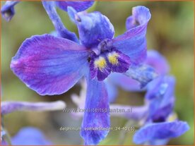 Delphinium 'V&ouml;lkerfrieden' | Ridderspoor | Rittersporn | Larkspur