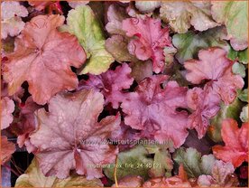 Heuchera 'Rex Fire' | Purperklokje | Purpurgl&ouml;ckchen | Coral Bells