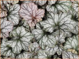 Heuchera 'Rex Silver' | Purperklokje | Purpurgl&ouml;ckchen | Coral Bells