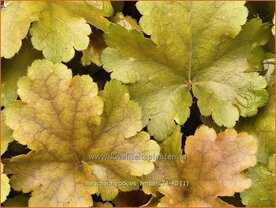 Heuchera 'Rockies Amber' | Purperklokje | Purpurgl&ouml;ckchen | Coral Bells