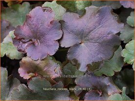 Heuchera 'Rockies Black' | Purperklokje | Purpurgl&ouml;ckchen | Coral Bells