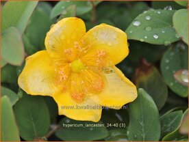 Hypericum lancasteri | Hertshooi | Hohes Johanniskraut | St. John's Wort