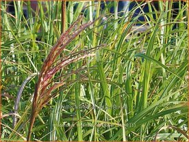 Miscanthus sinensis 'Red Tower' | Chinees prachtriet, Chinees riet, Japans sierriet, Sierriet | Chinaschilf | Eul