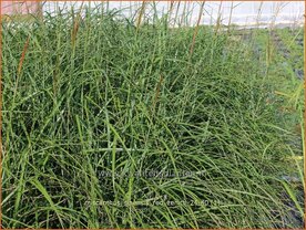 Miscanthus sinensis 'Red Zenith' | Chinees prachtriet, Chinees riet, Japans sierriet, Sierriet | Chinaschilf | Eulali