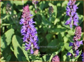 Salvia nemorosa 'Rianne' | Bossalie, Salie, Salvia | Steppensalbei | Woodland Sage