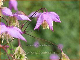 Thalictrum delavayi var. decorum | Chinese ruit, Ruit | Delavays Wiesenraute | Chinese Meadow Rue