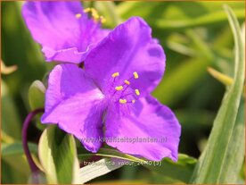Tradescantia 'Valour' | Eendagsbloem, Vaderplant, Matrozensla | Dreimasterblume | Spiderwort
