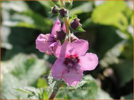 Verbascum 'Pink Domino' | Toorts | K&ouml;nigskerze | Mullein