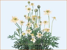 Anemone multifida 'Annabelle White' | Anemoon | Fr&uuml;hsommer-Windr&ouml;schen | Rocky Mountain Windflower