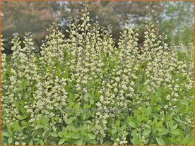 Baptisia 'Vanilla Cream' | Valse indigo, Indigolupine | F&auml;rberh&uuml;lse | False Indigo