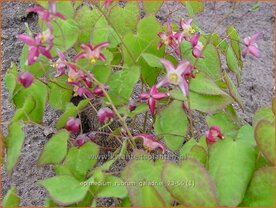 Epimedium rubrum 'Galadriel' | Elfenbloem, Elfenbloempje | Rotbl&uuml;hende Elfenblume | Red Epimedium