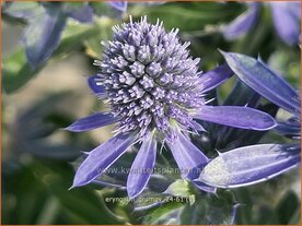 Eryngium 'Grumpy' | Kruisdistel | Mannstreu | Sea Holly