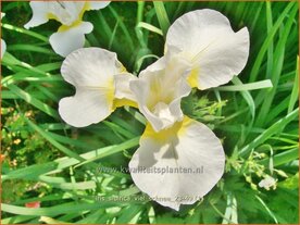 Iris sibirica 'Viel Schnee' | Siberische lis, Lis, Iris | Sibirische Schwertlilie | Siberian Iris