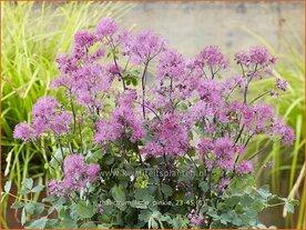 Thalictrum 'Little Pinkie' | Ruit | Wiesenraute | Meadow Rue