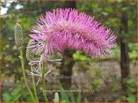 Sanguisorba hakusanensis | Pimpernel, Sorbenkruid | Koreanischer Wiesenknopf | Korean Mountain Burnet