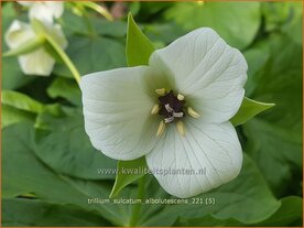 Trillium sulcatum f. alba | Drieblad, Boslelie | Dreiblatt | Furrowed Wakerobin