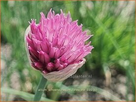 Allium schoenoprasum 'Forescate' | Bieslook, Snijlook, Look | Schnittlauch | Chives
