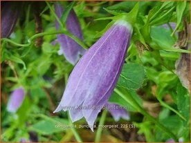 Campanula punctata 'Moorgeist' | Klokjesbloem, Klokje | Gepunktete Glockenblume | Spotted Bellflower