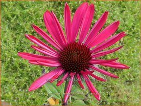 Echinacea purpurea 'Sensation Wild Romance' | Zonnehoed, Rode zonnehoed | Sonnenhut | Coneflower