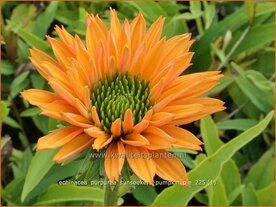 Echinacea purpurea 'Sunseekers Pumpkin Pie' | Zonnehoed, Rode zonnehoed | Sonnenhut | Coneflower