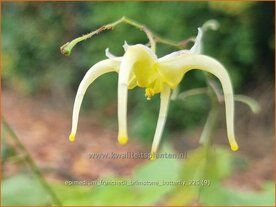 Epimedium franchetii 'Brimstone Butterfly' | Elfenbloem | Elfenblume | Barrenwort