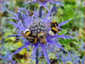 Eryngium 'Lapis Blue' | Kruisdistel, Blauwe distel | Mannstreu | Eryngo