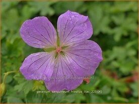 Geranium sanguineum 'Frivolius Lilac' | Bloedooievaarsbek, Bloedrode ooievaarsbek, Ooievaarsbek, Tuingeranium, Gerani