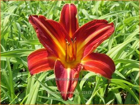 Hemerocallis 'Chewonki' | Daglelie | Taglilie | Day Lily