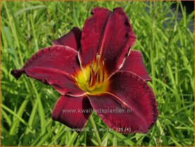 Hemerocallis 'Ed Murray' | Daglelie | Taglilie | Day Lily