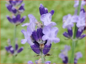 Lavandula angustifolia 'Contrast' | Echte lavendel, Gewone lavendel, Lavendel | Echter Lavendel | English Lavender
